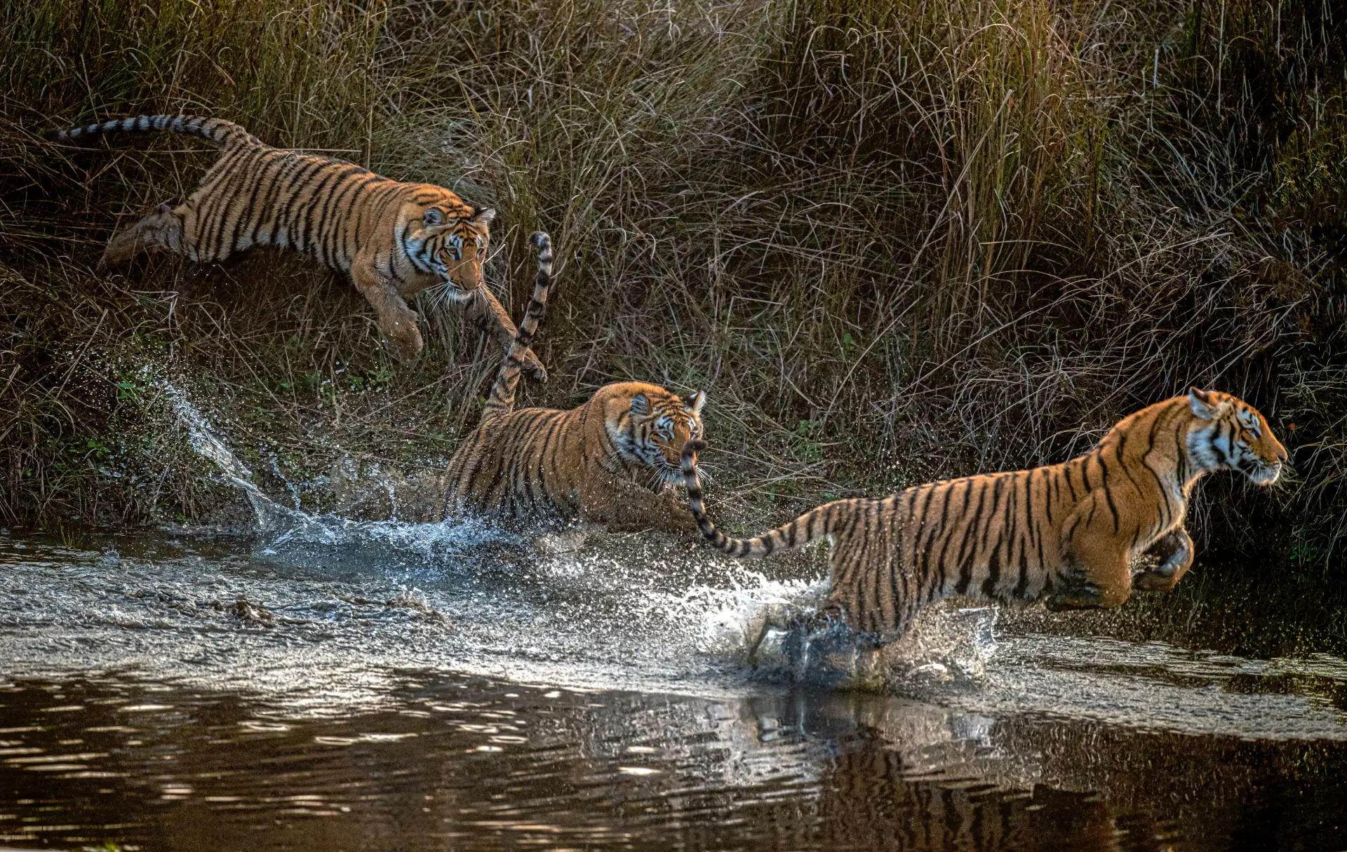 Three Musketeers in a playful mood