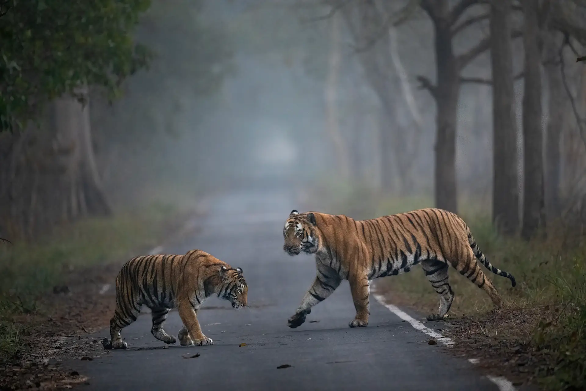 Tiger Couple