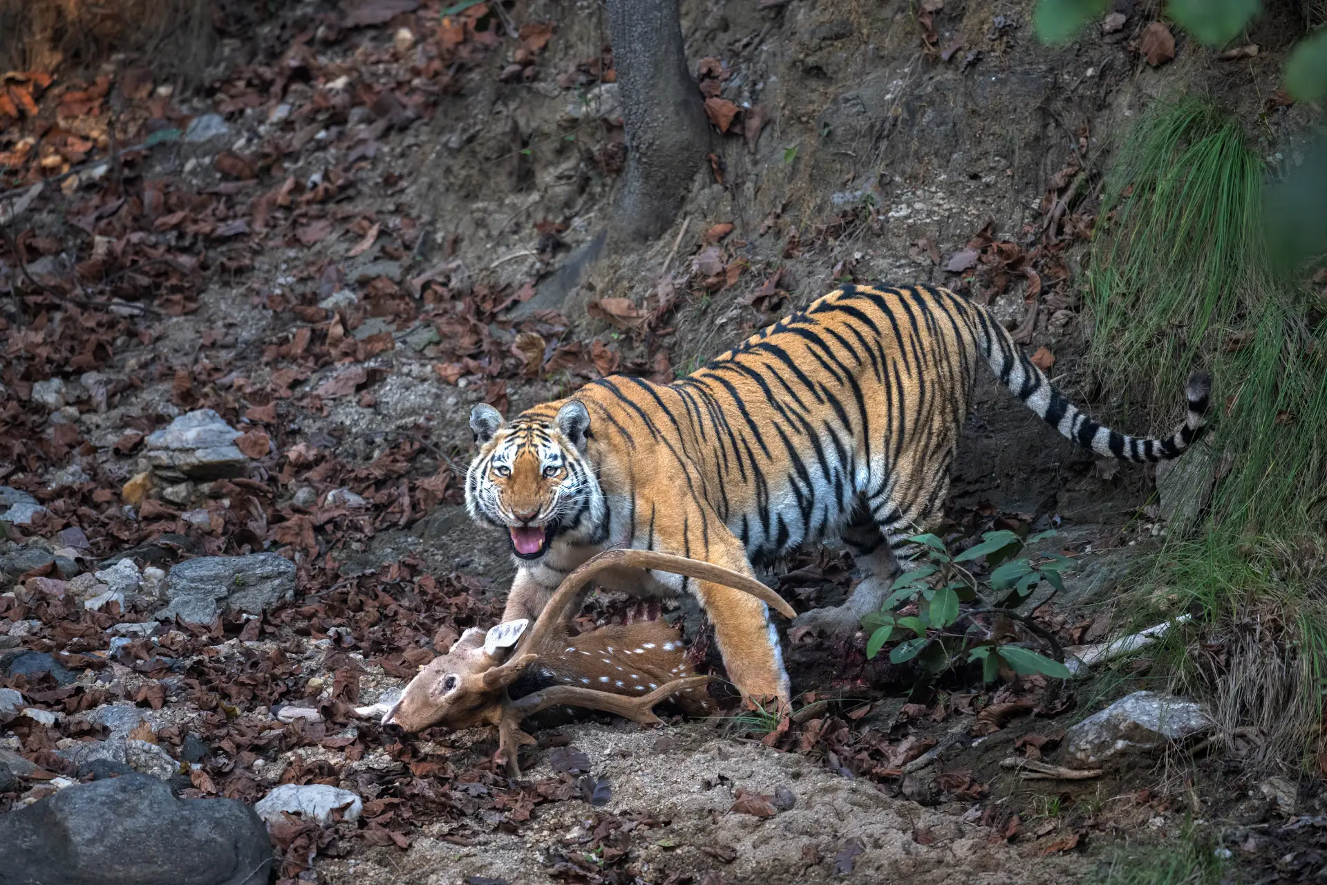 Tigress Durga with a Stag Kill
