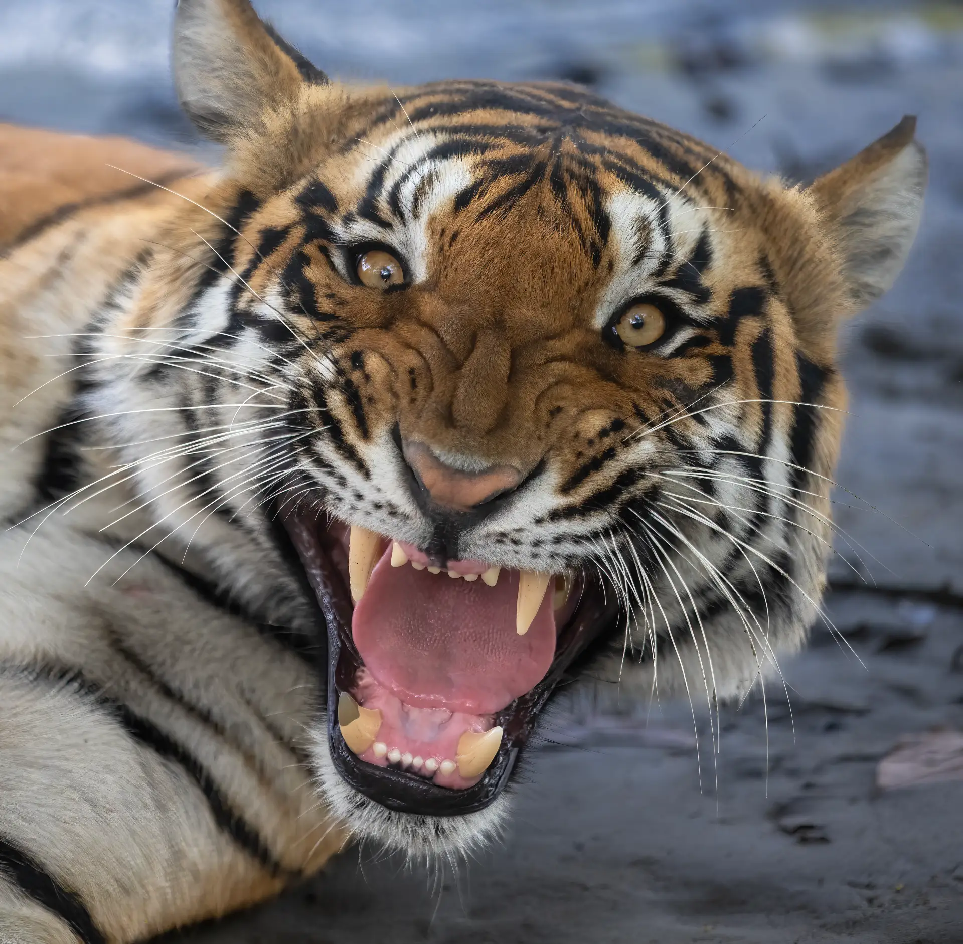 Tigress growl Portrait