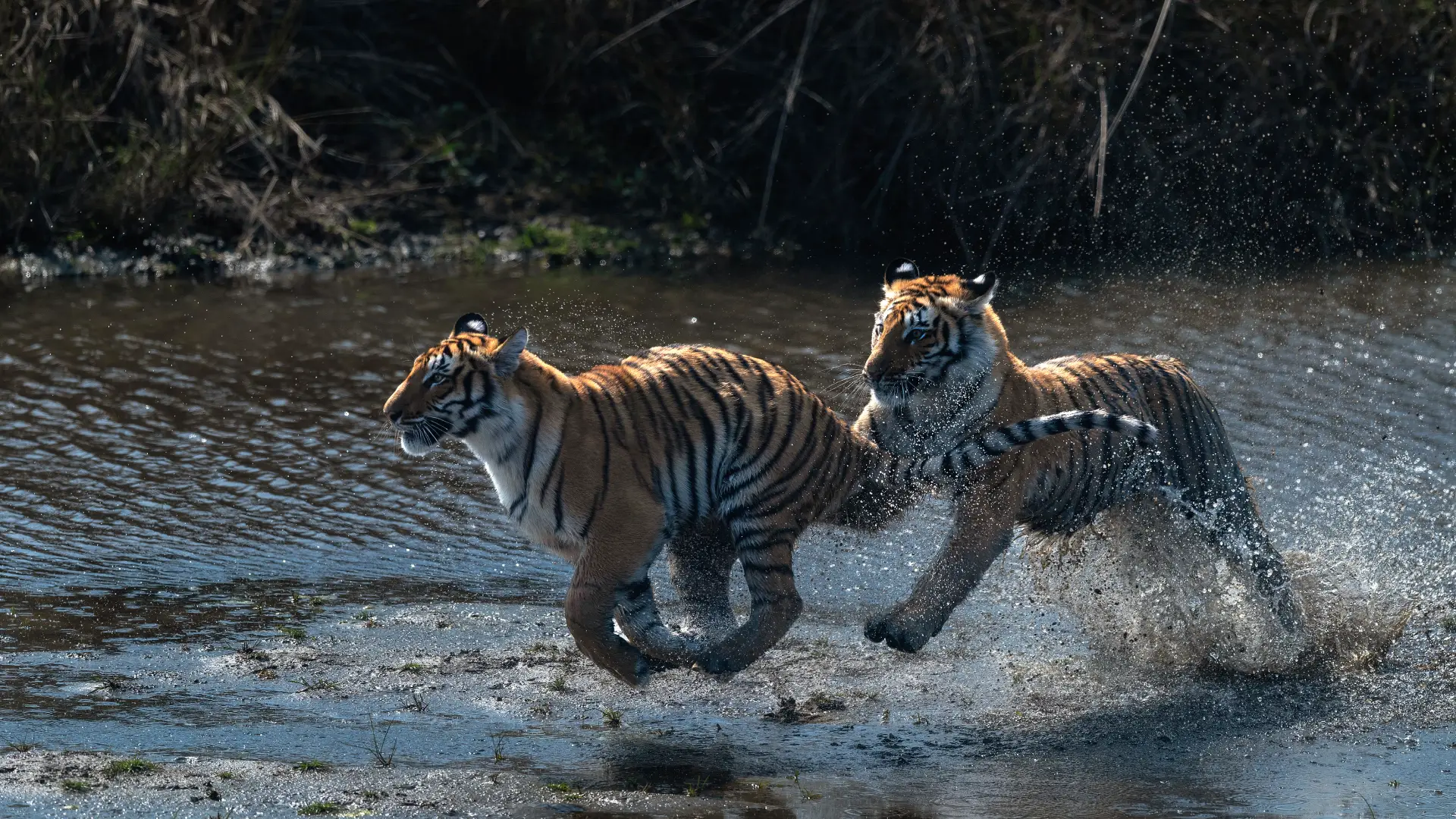 Two Tiger Chase Closeup